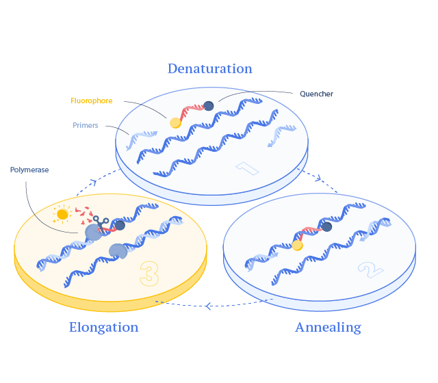 thuốc nhuộm DNA hóa chất sinh học phân tử không thể thiếu