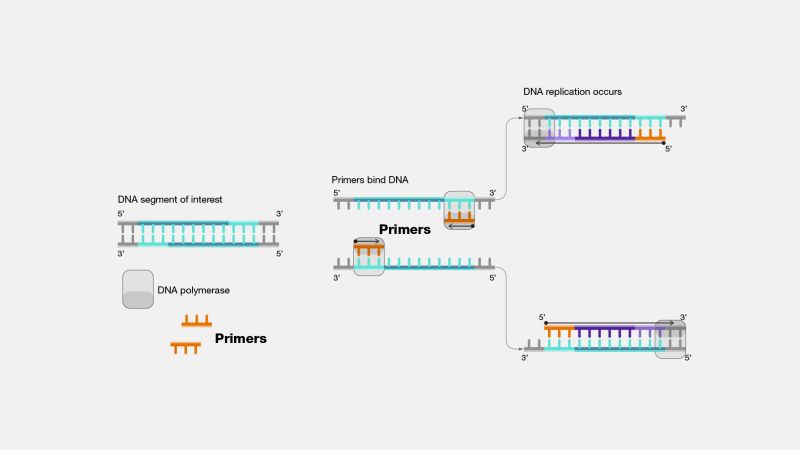 Primer &amp; Probe trong PCR